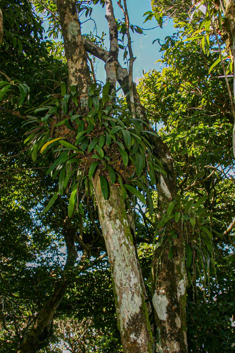 Bulbophyllum josephi Bulbophyllum josephi