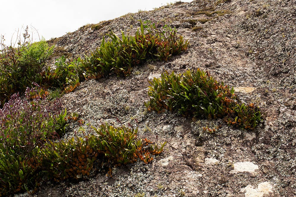 Bulbophyllum sandersonii subsp. sandersonii Bulbophyllum sandersonii subsp. sandersonii