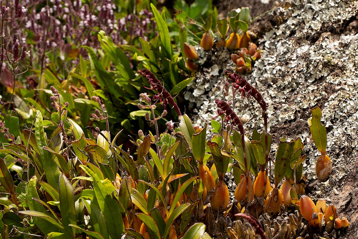 Bulbophyllum sandersonii subsp. sandersonii Bulbophyllum sandersonii subsp. sandersonii
