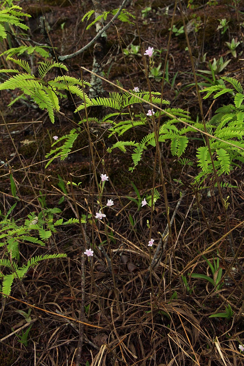 Polystachya dendrobiiflora Polystachya dendrobiiflora