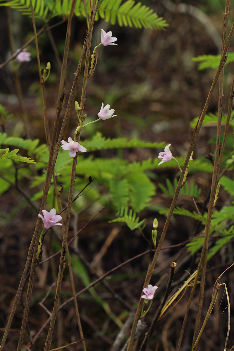 Polystachya dendrobiiflora Polystachya dendrobiiflora