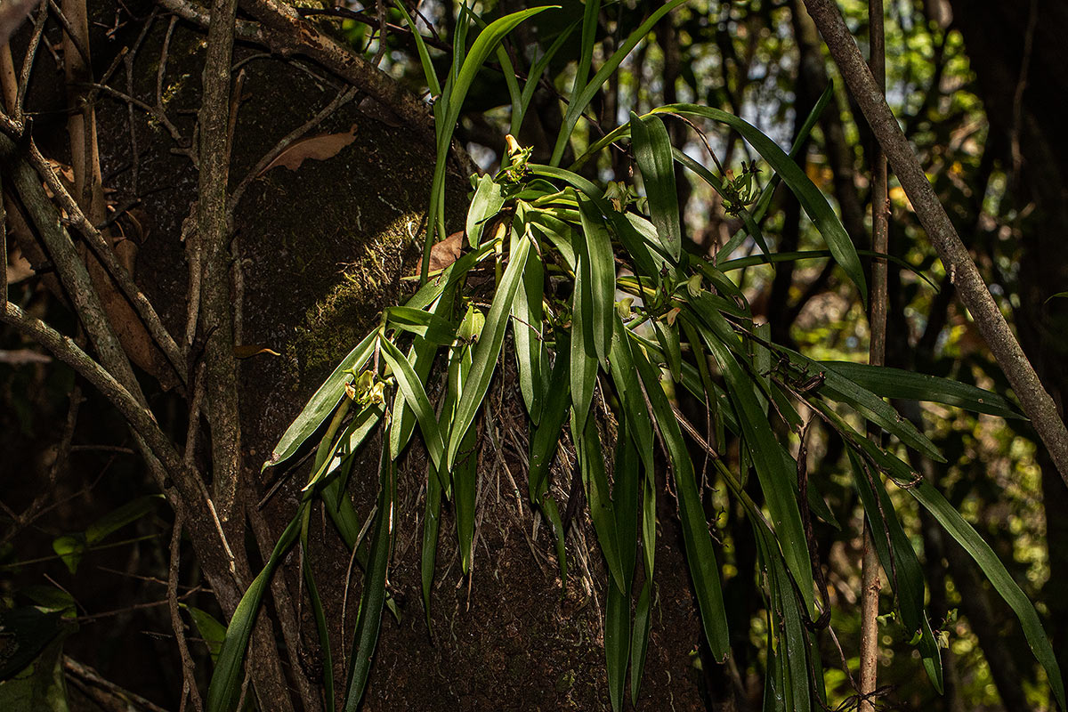 Polystachya transvaalensis Polystachya transvaalensis