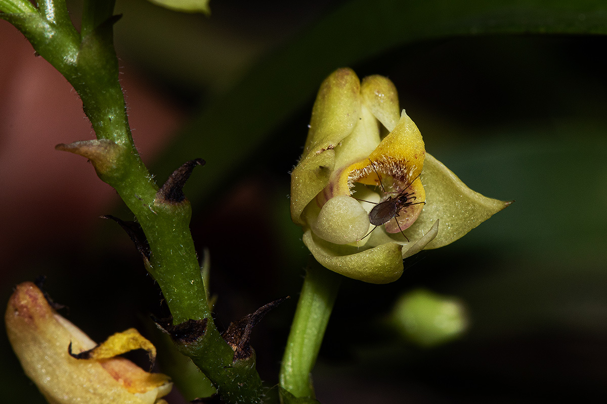 Polystachya transvaalensis Polystachya transvaalensis