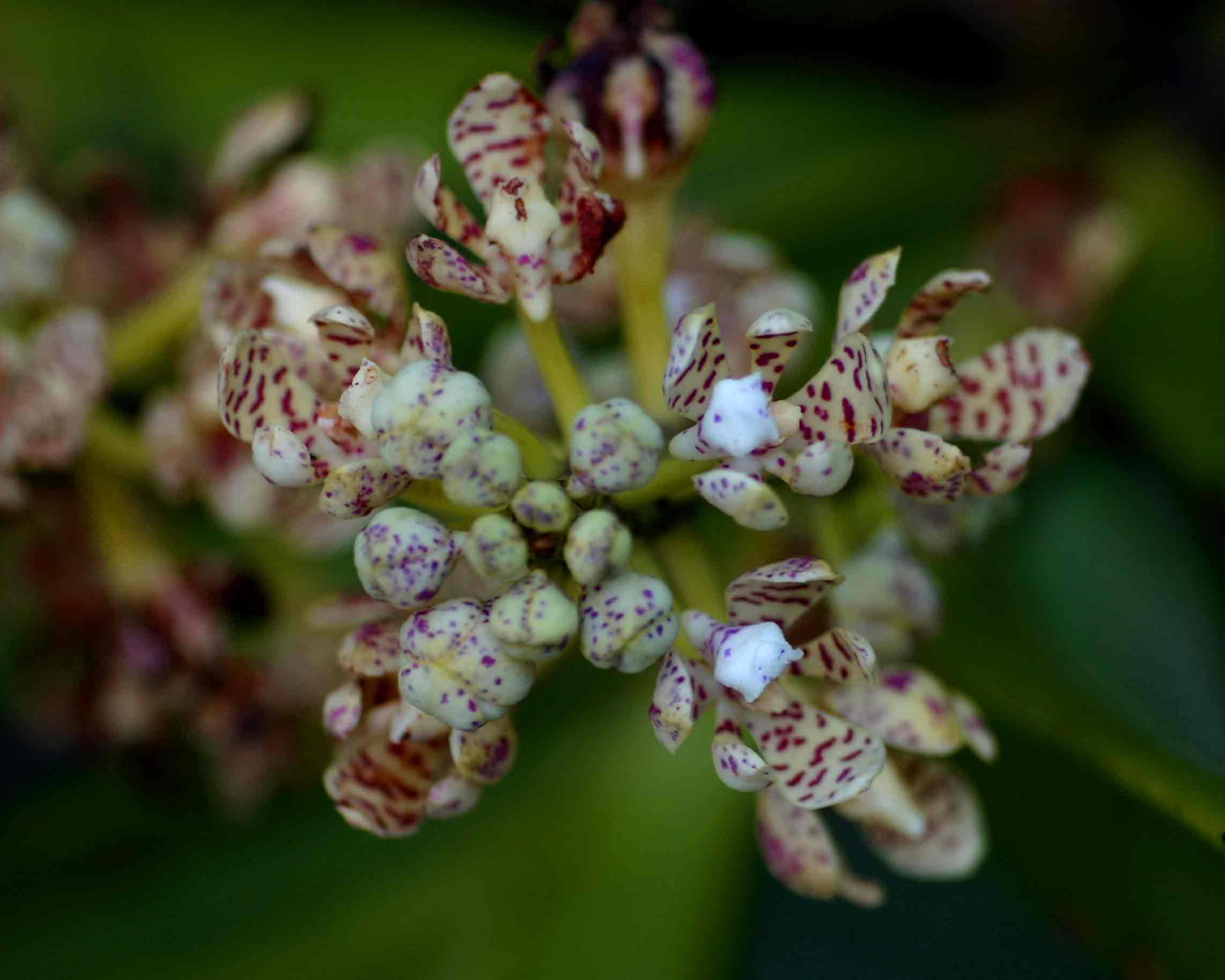 Acampe pachyglossa Acampe pachyglossa