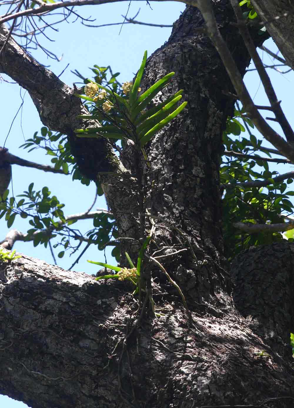 Acampe pachyglossa Acampe pachyglossa