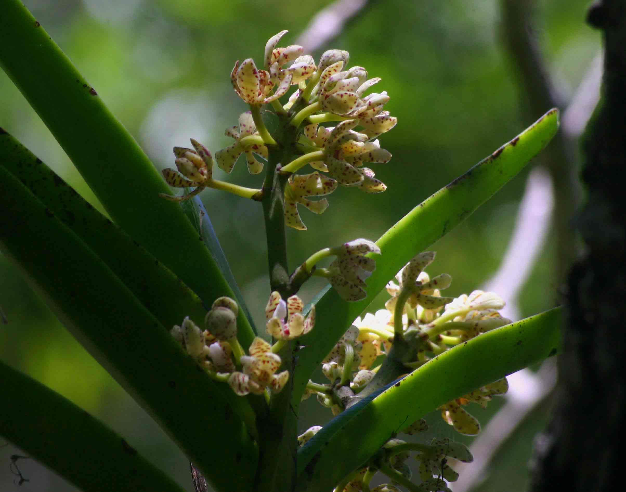 Acampe pachyglossa Acampe pachyglossa