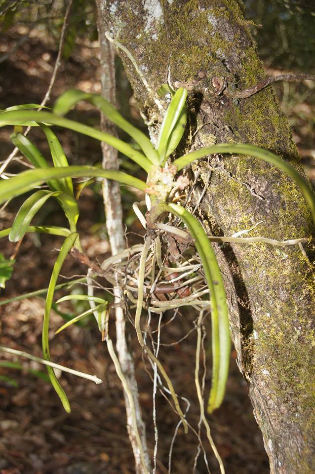 Acampe pachyglossa Acampe pachyglossa