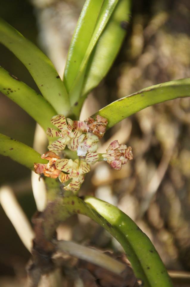 Acampe pachyglossa Acampe pachyglossa