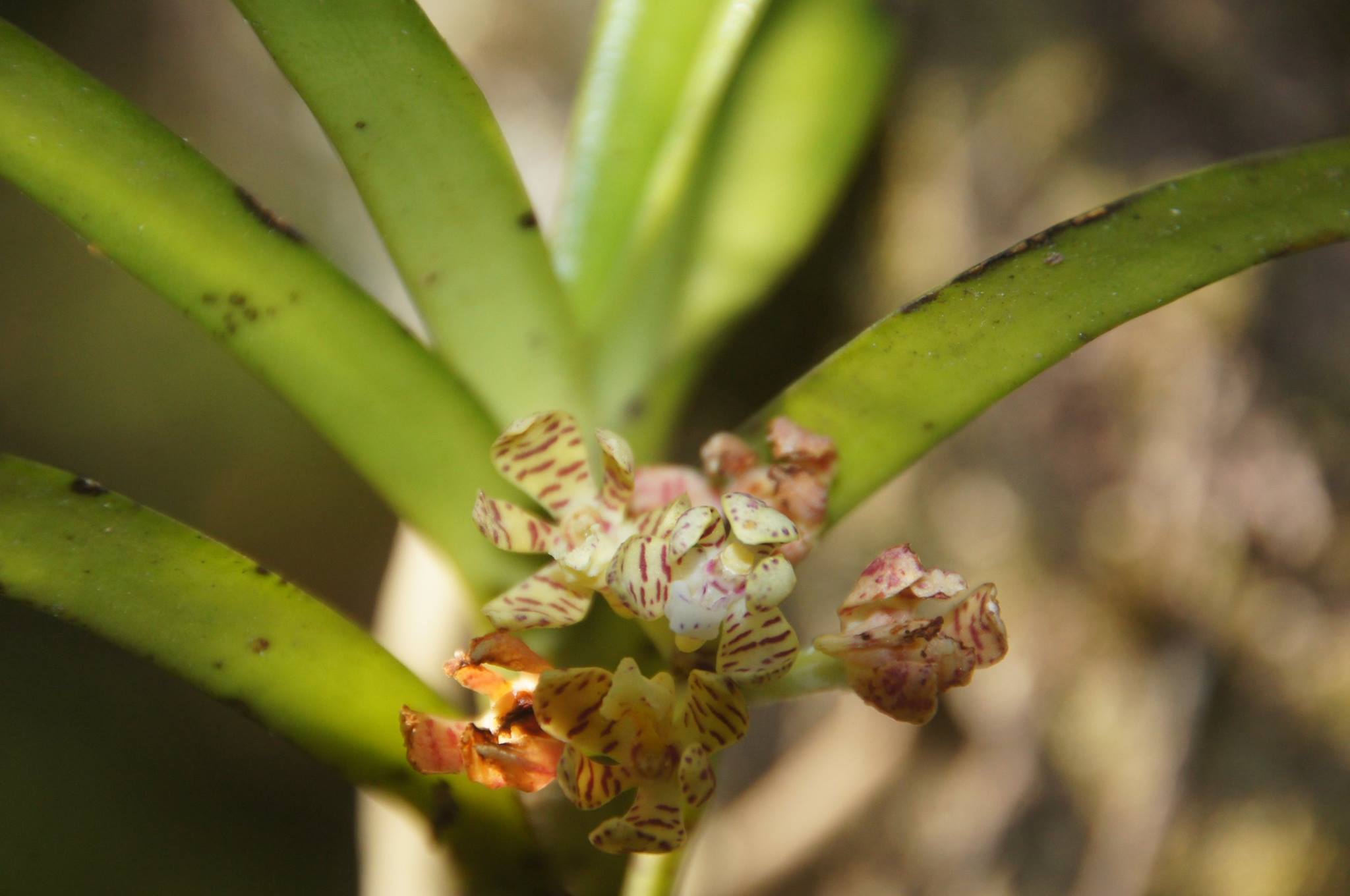 Acampe pachyglossa Acampe pachyglossa