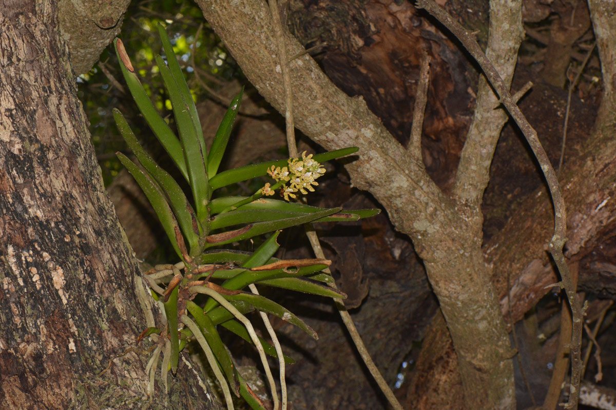 Acampe pachyglossa Acampe pachyglossa