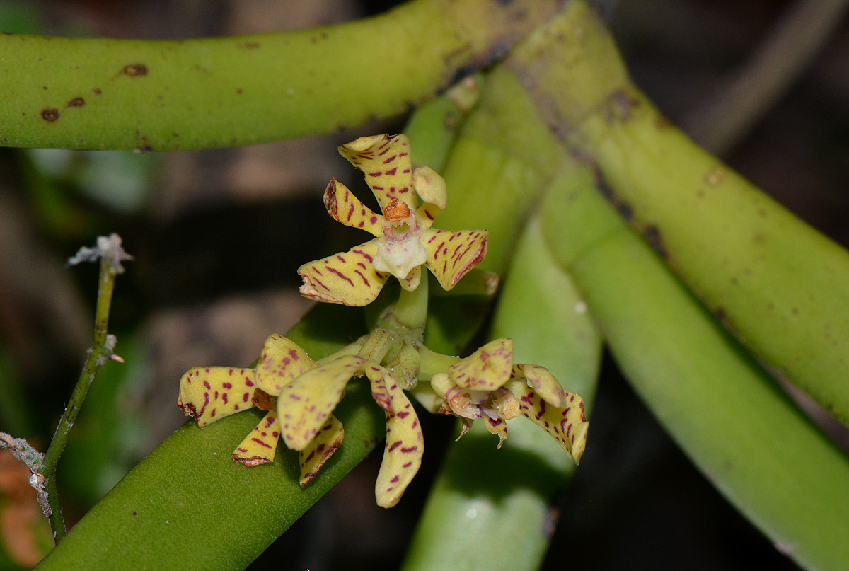 Acampe pachyglossa Acampe pachyglossa