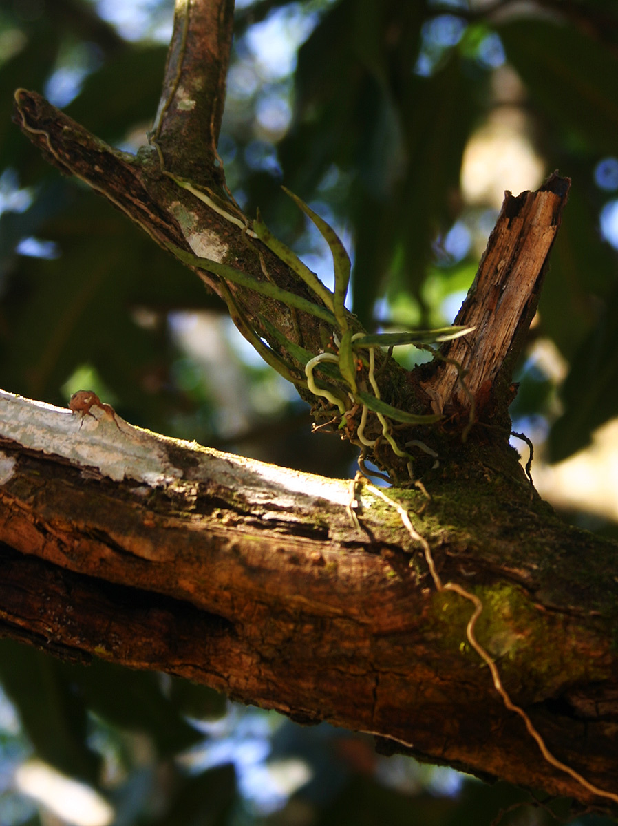 Angraecum cultriforme Angraecum cultriforme
