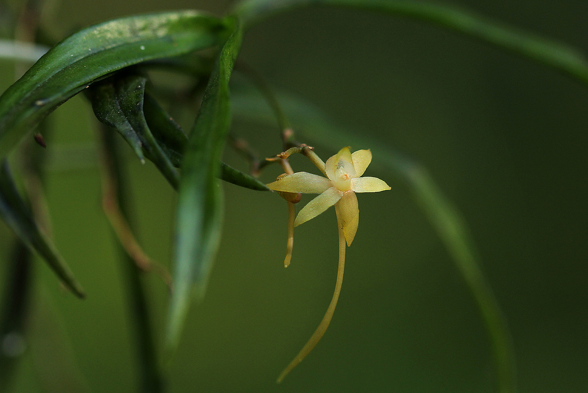 Angraecum cultriforme Angraecum cultriforme