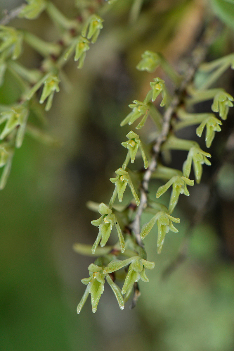 Angraecopsis amaniensis Angraecopsis amaniensis