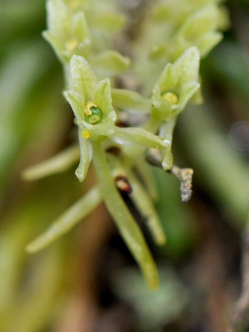Angraecopsis amaniensis Angraecopsis amaniensis