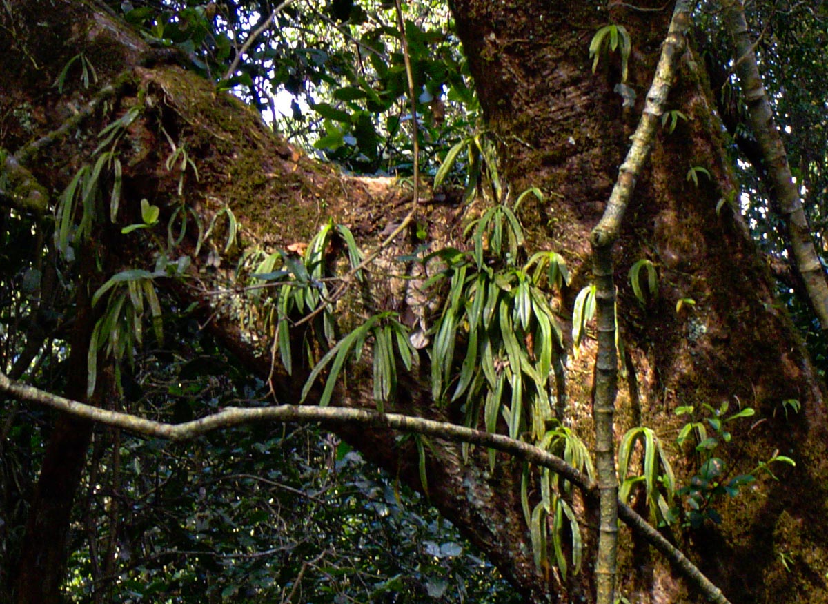 Angraecopsis parviflora Angraecopsis parviflora