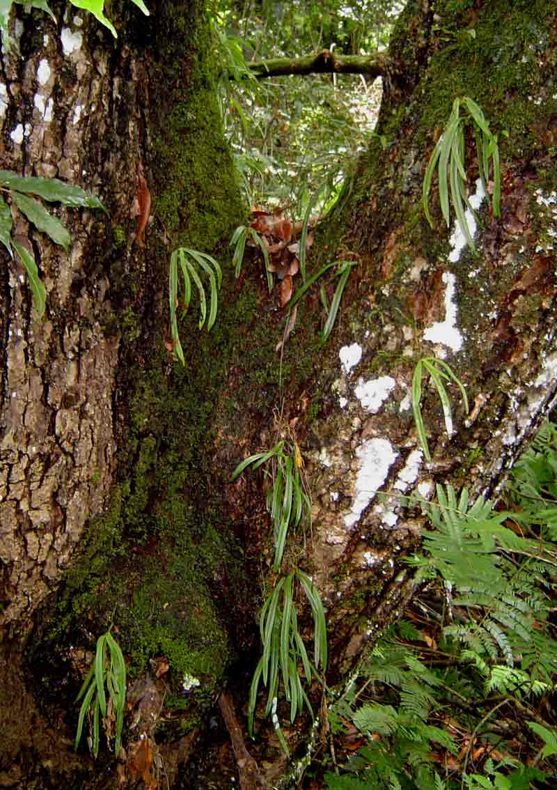 Angraecopsis parviflora Angraecopsis parviflora