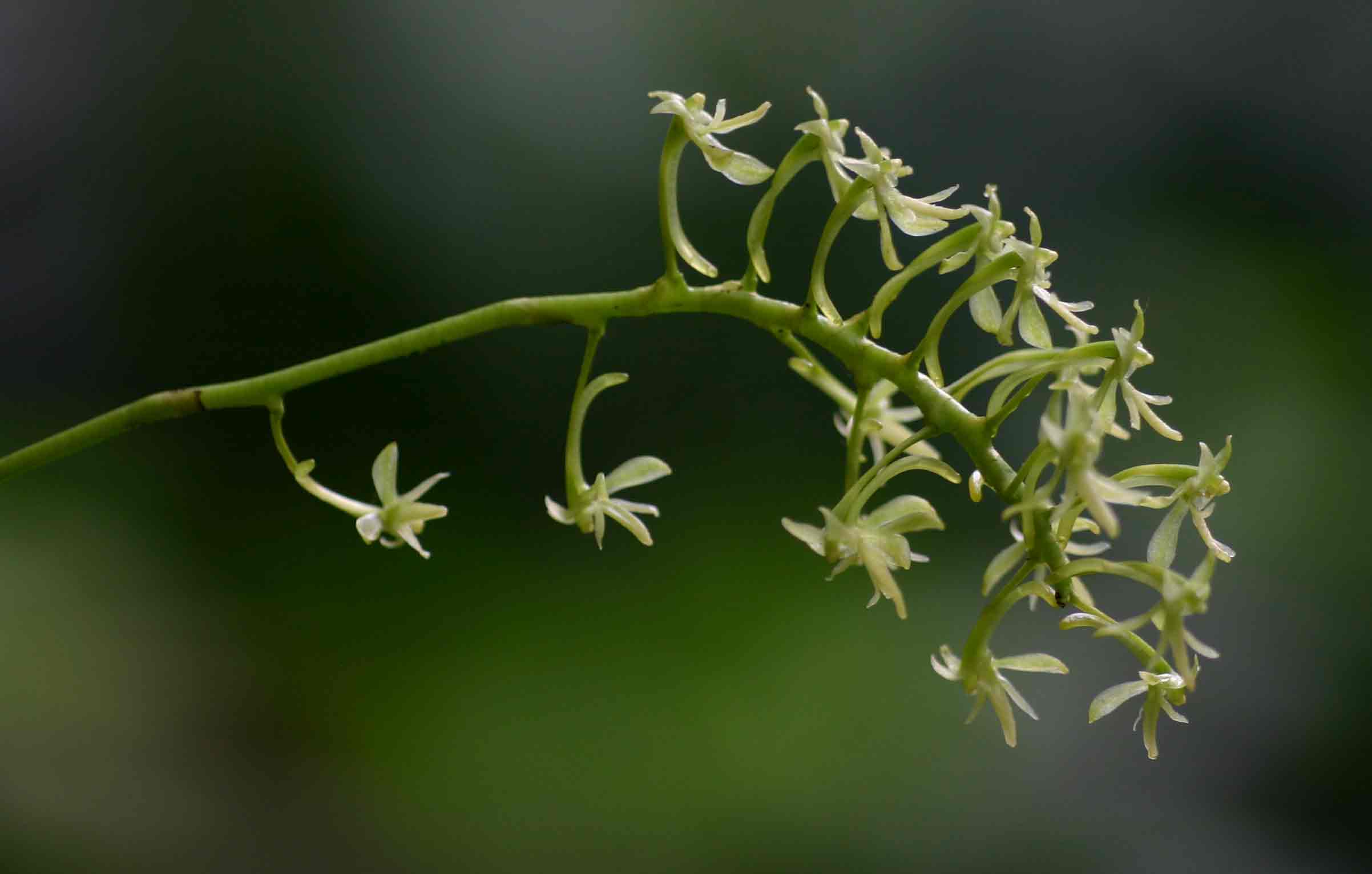 Angraecopsis parviflora Angraecopsis parviflora