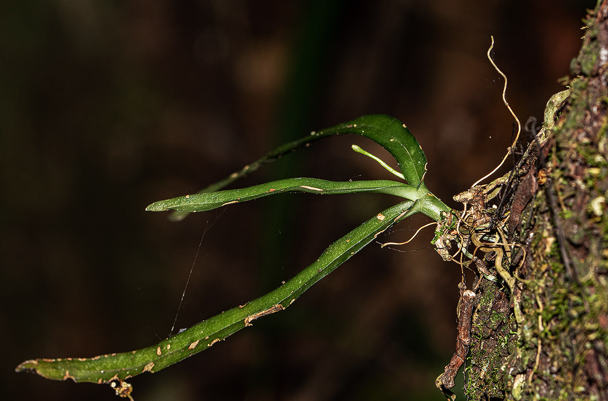 Angraecopsis parviflora Angraecopsis parviflora