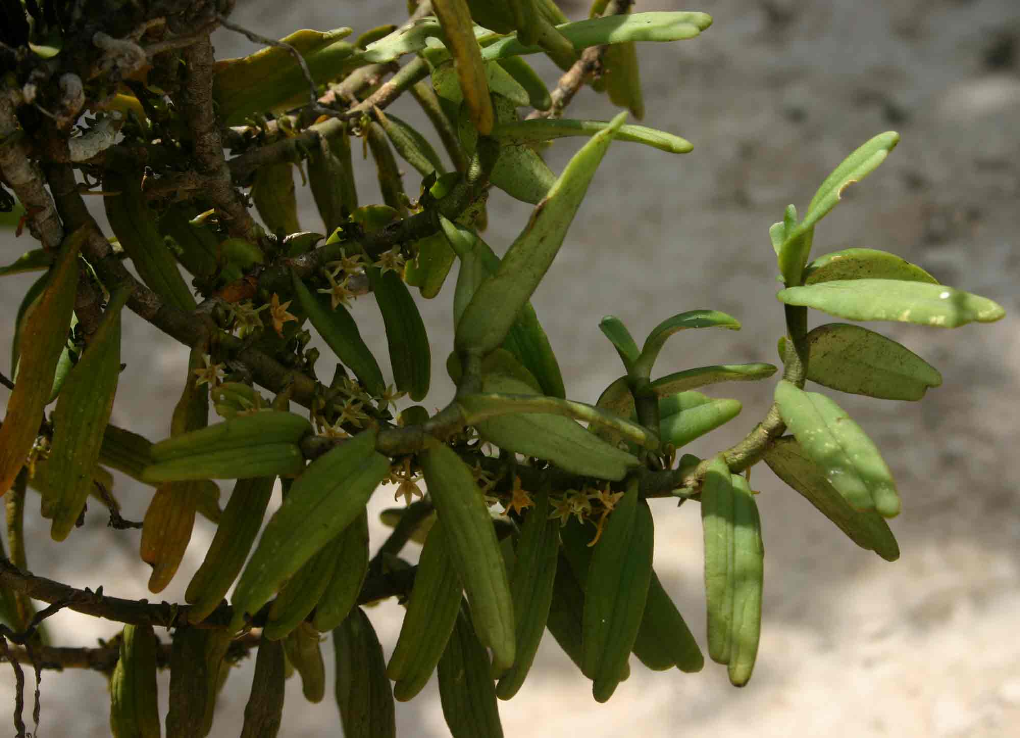 Tridactyle anthomaniaca subsp. anthomaniaca Tridactyle anthomaniaca subsp. anthomaniaca