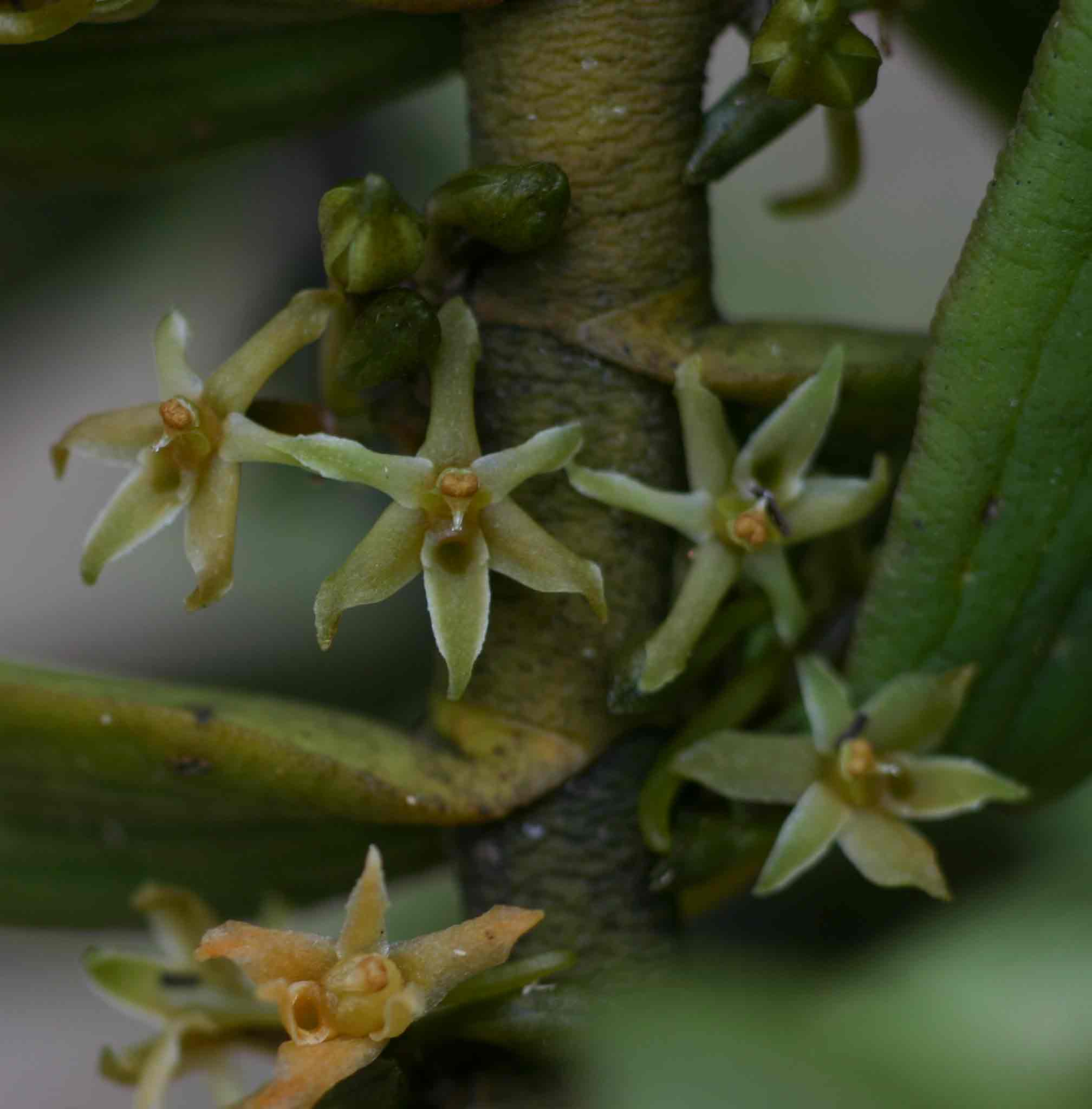 Tridactyle anthomaniaca subsp. anthomaniaca Tridactyle anthomaniaca subsp. anthomaniaca