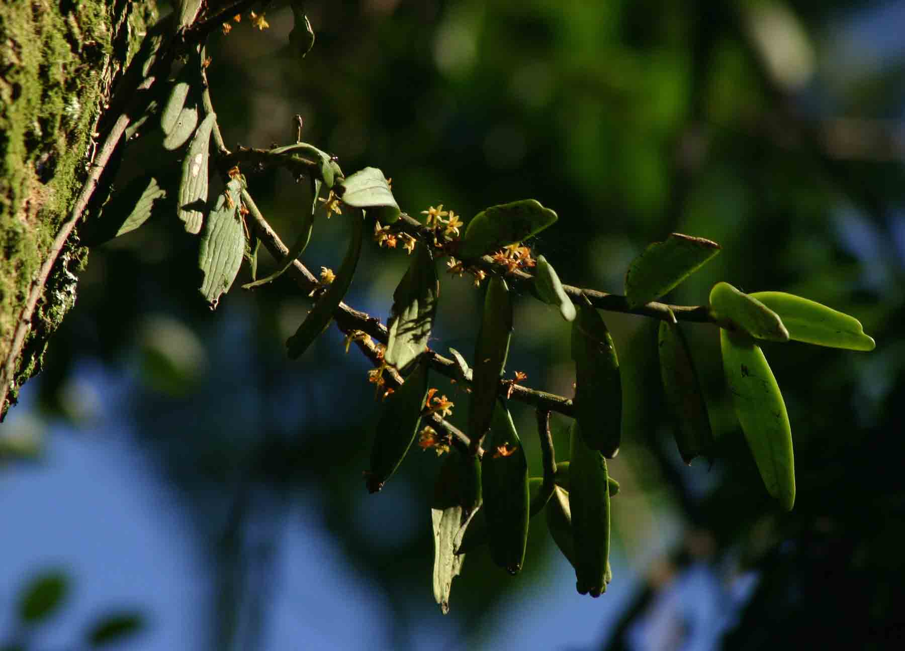 Tridactyle anthomaniaca subsp. anthomaniaca Tridactyle anthomaniaca subsp. anthomaniaca