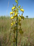 Eulophia angolensis