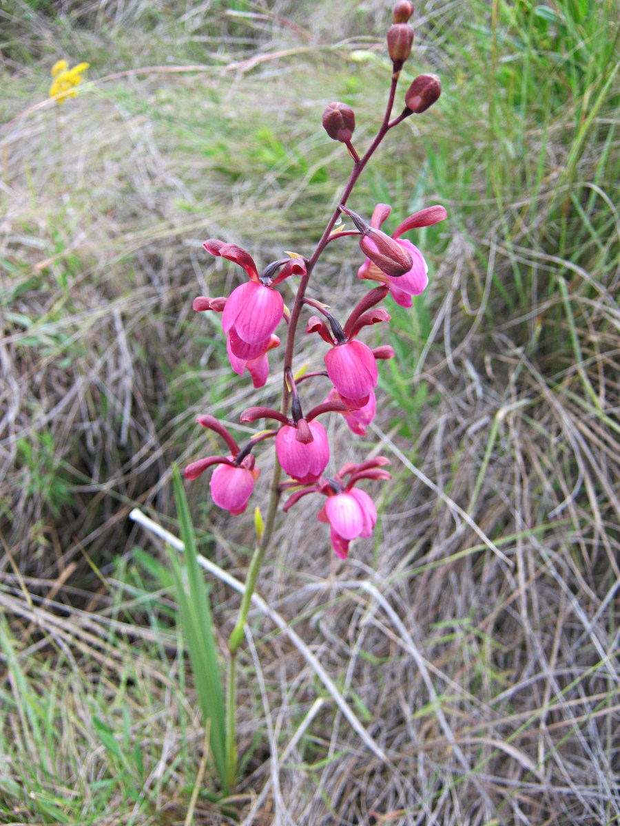 Eulophia coeloglossa Eulophia coeloglossa