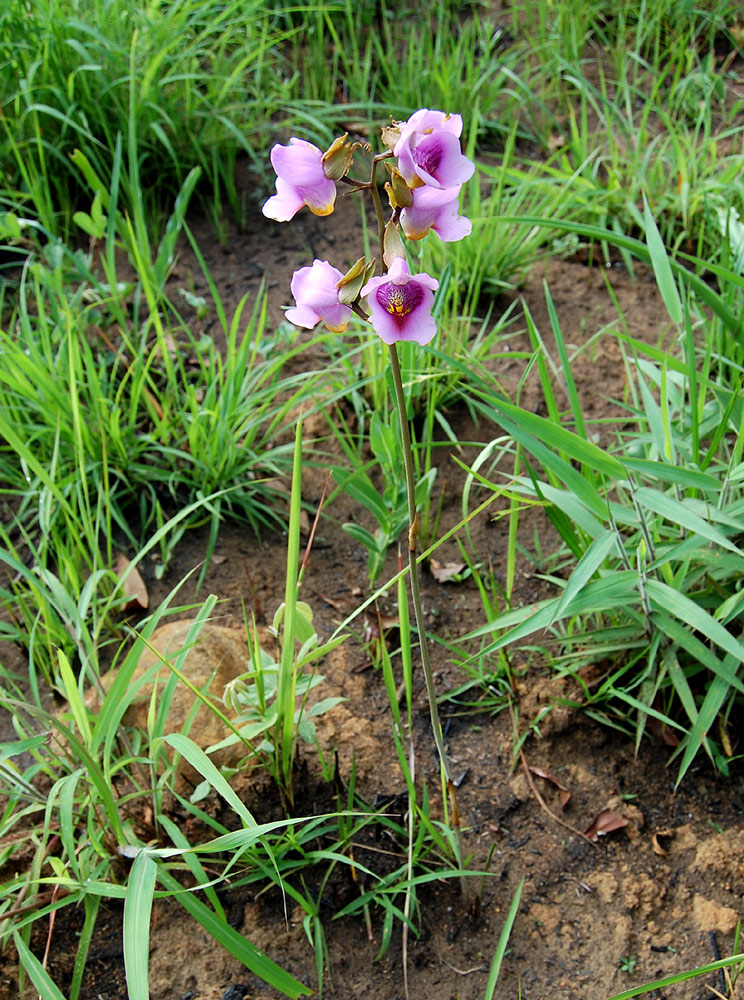 Eulophia cucullata Eulophia cucullata