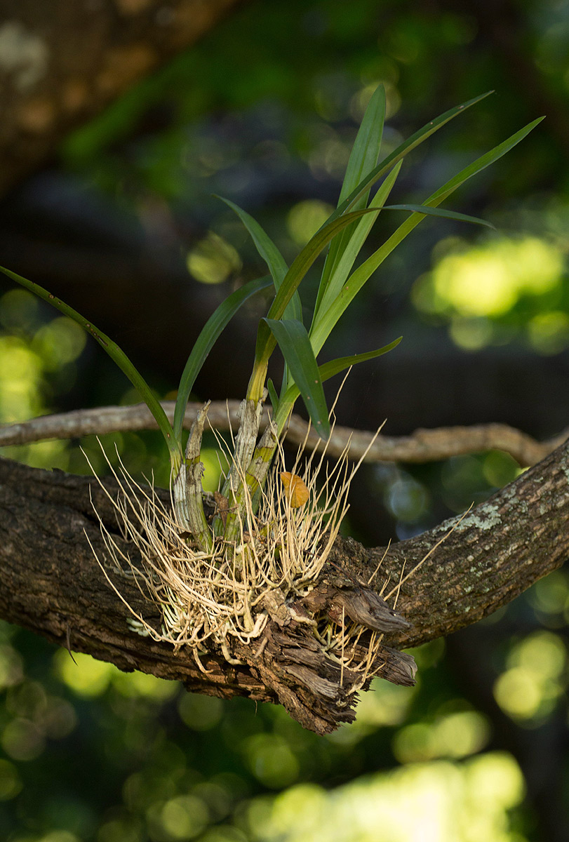 Ansellia africana Ansellia africana