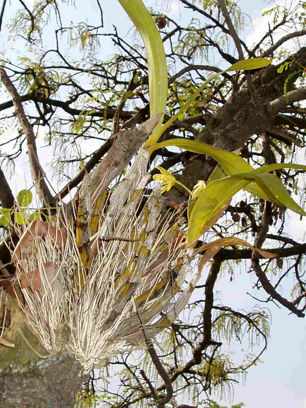 Ansellia africana Ansellia africana