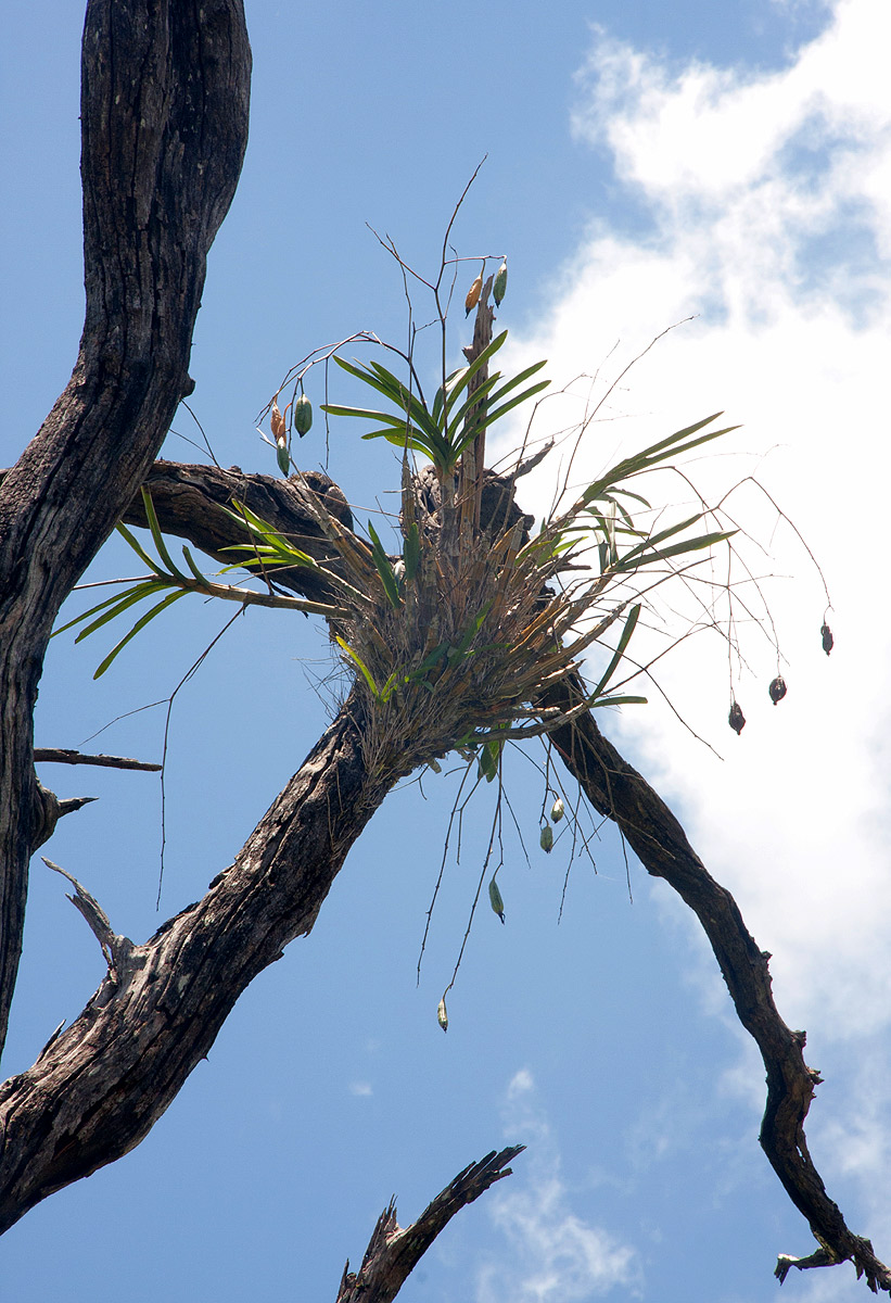 Ansellia africana Ansellia africana