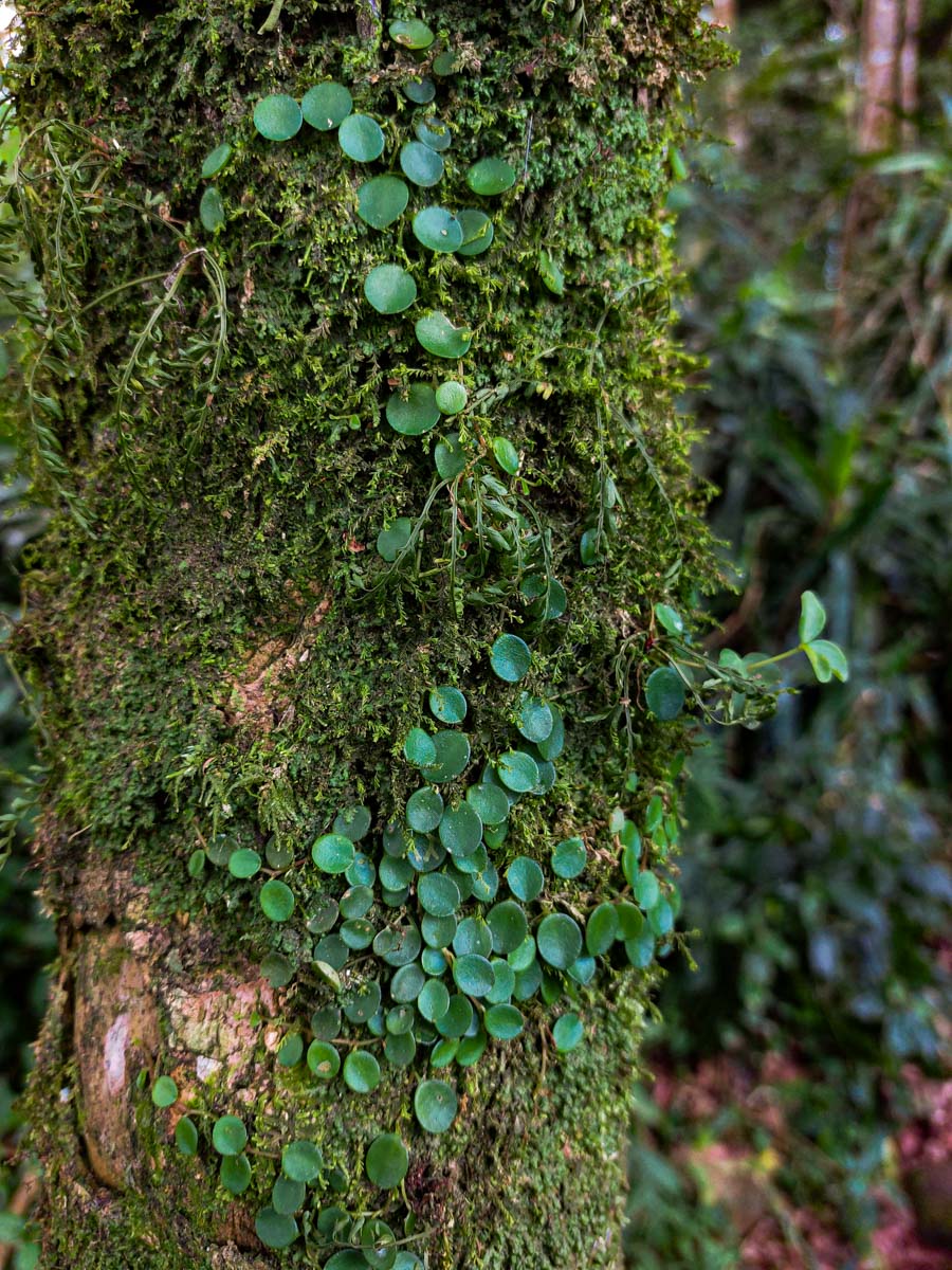 Peperomia bangroana Peperomia bangroana