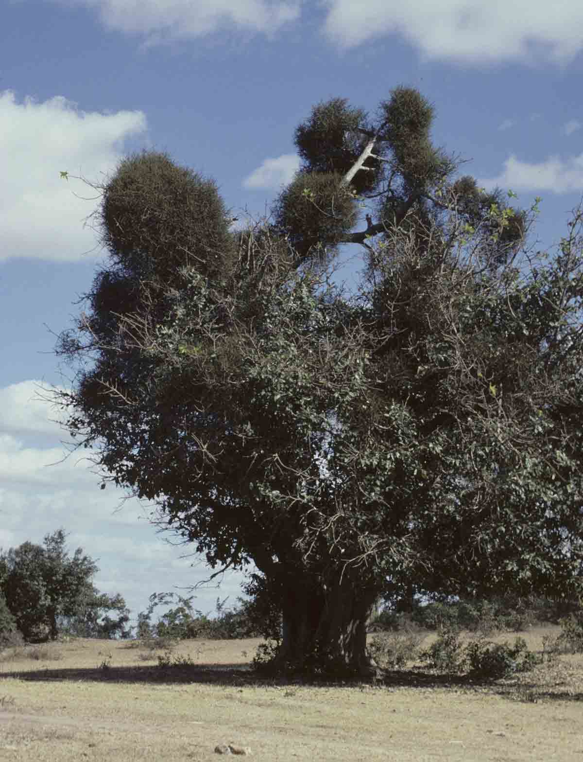 Viscum menyharthii Viscum menyharthii