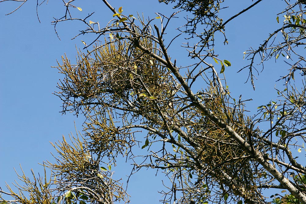 Viscum menyharthii Viscum menyharthii