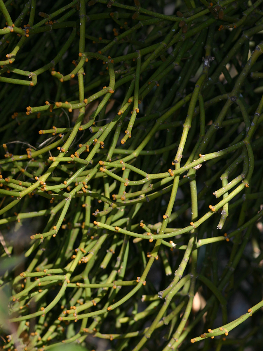 Viscum menyharthii Viscum menyharthii