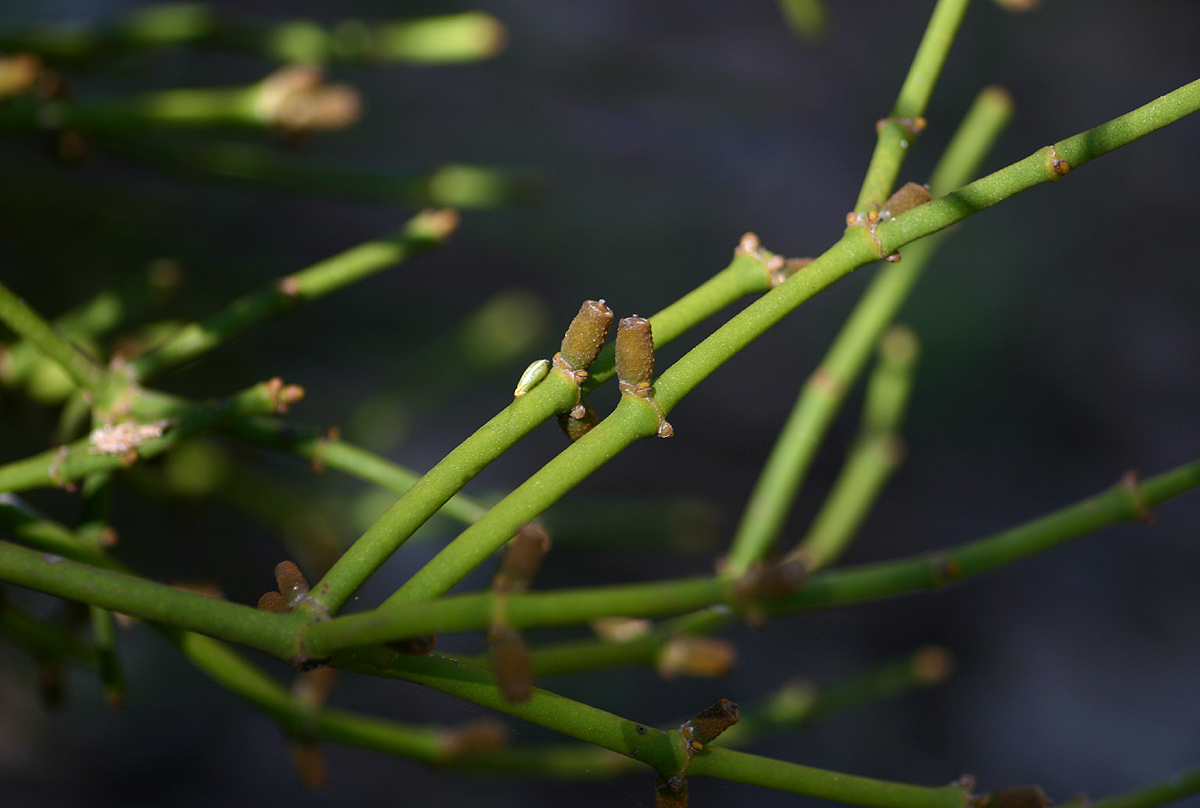 Viscum menyharthii Viscum menyharthii