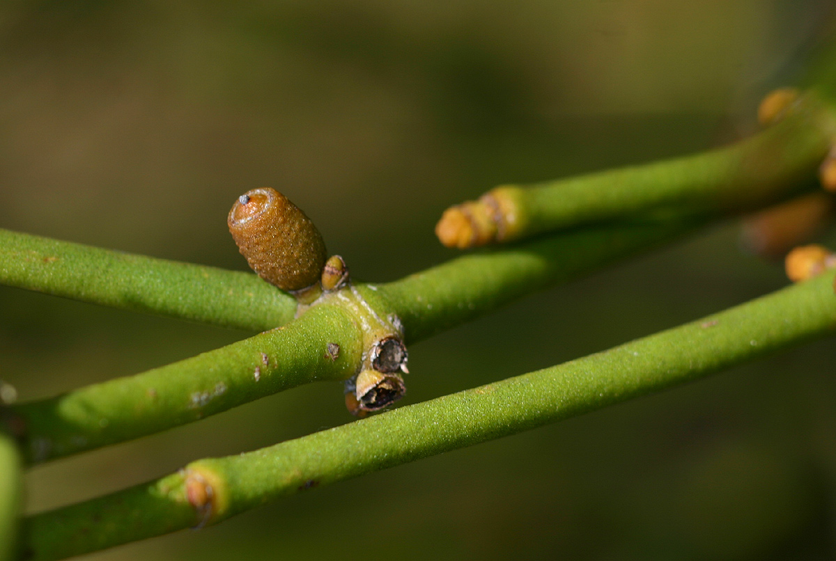 Viscum menyharthii Viscum menyharthii