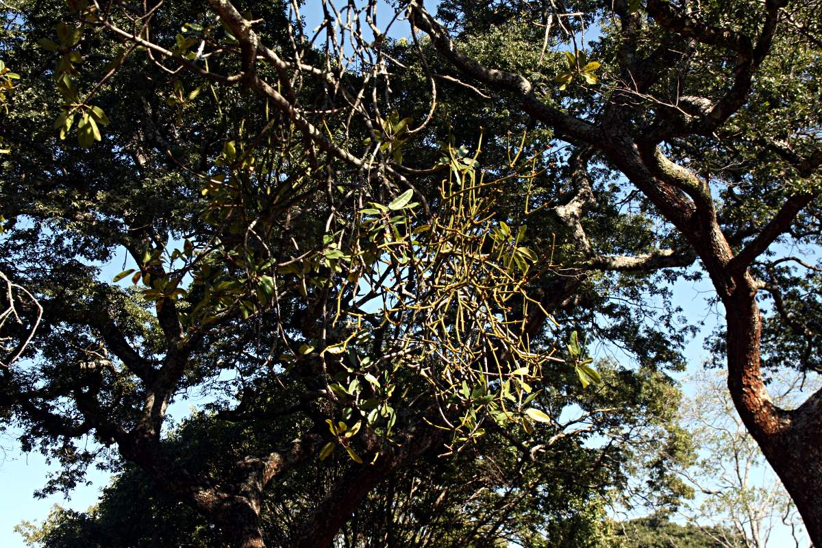 Viscum menyharthii Viscum menyharthii