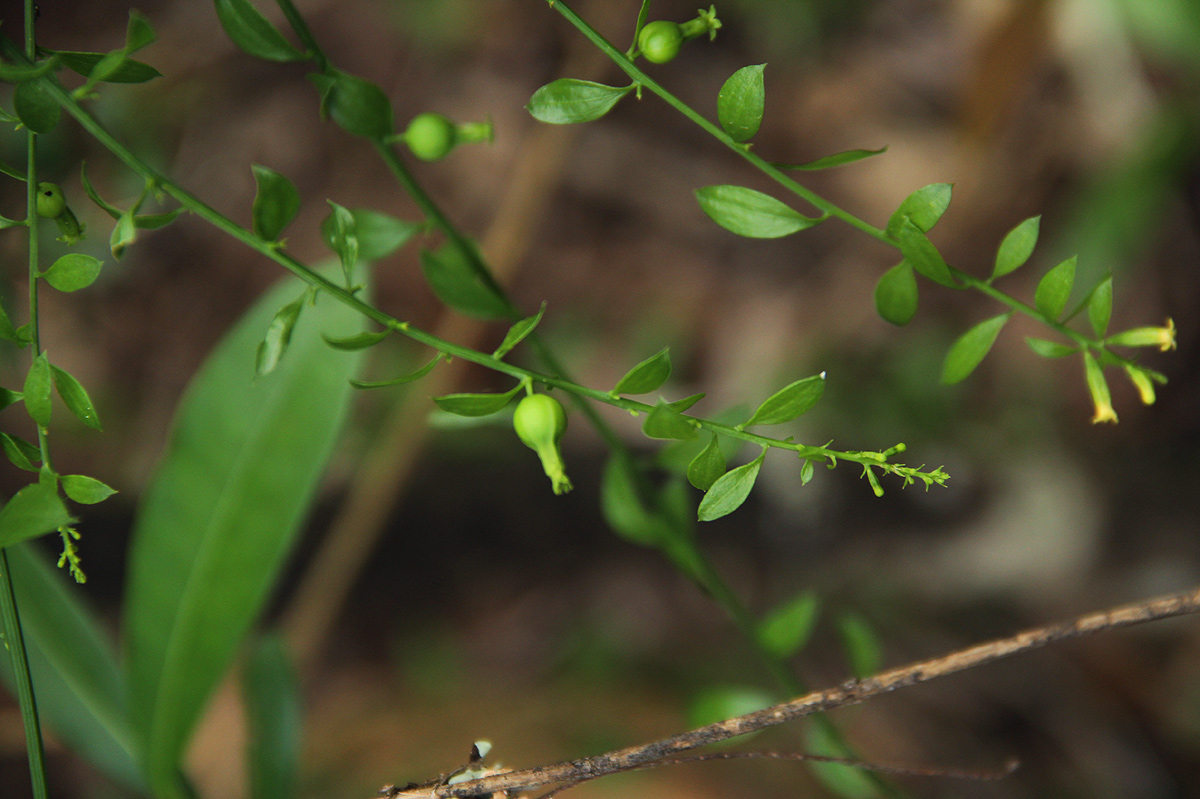 Osyridicarpos schimperianus Osyridicarpos schimperianus