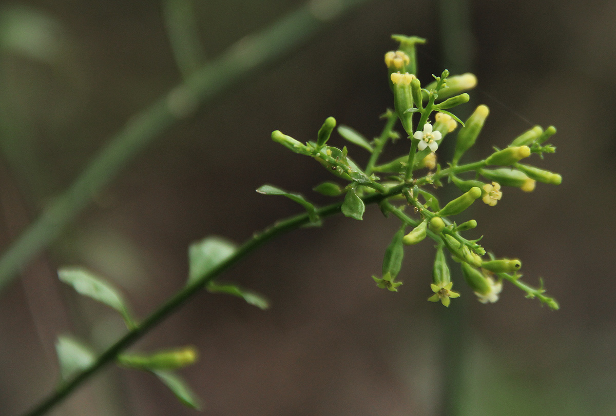 Osyridicarpos schimperianus Osyridicarpos schimperianus