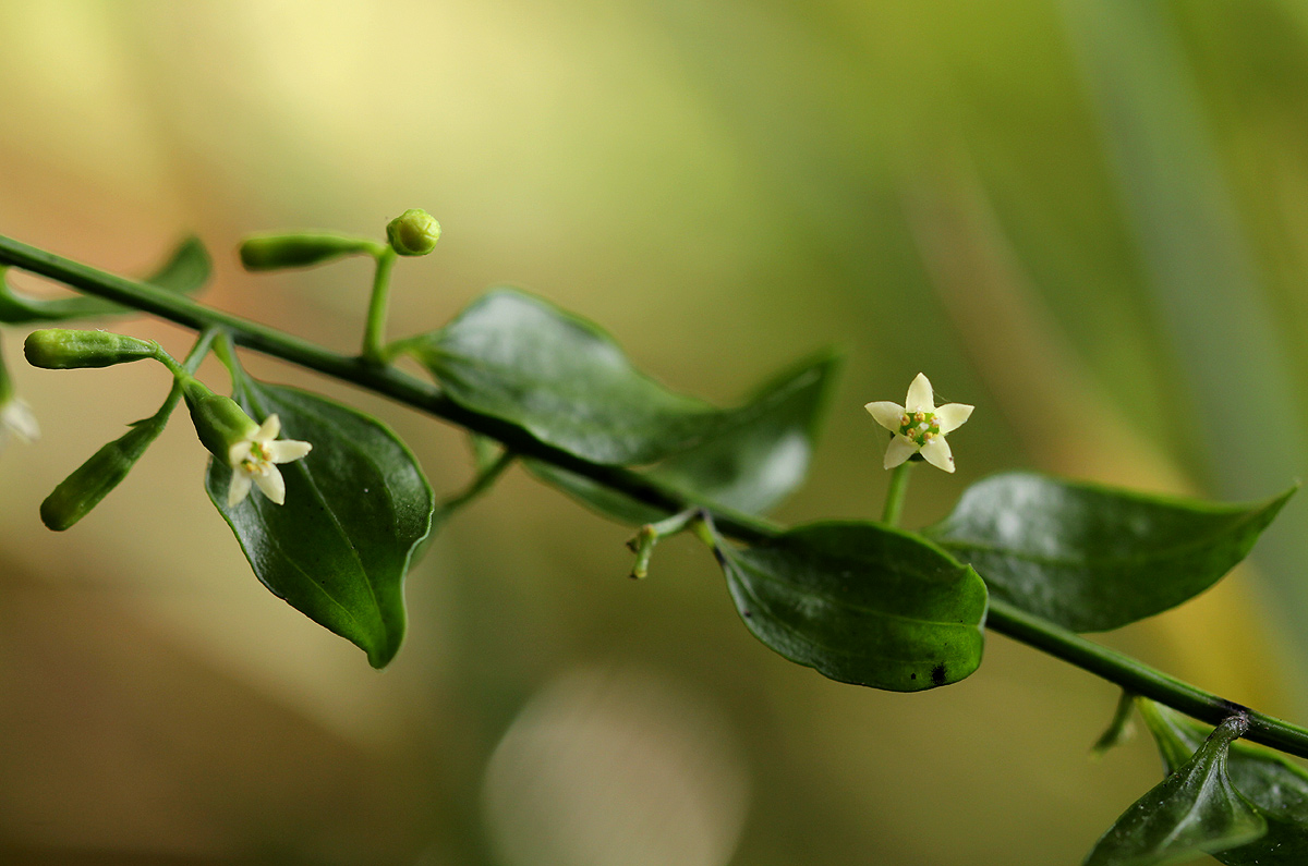 Osyridicarpos schimperianus Osyridicarpos schimperianus