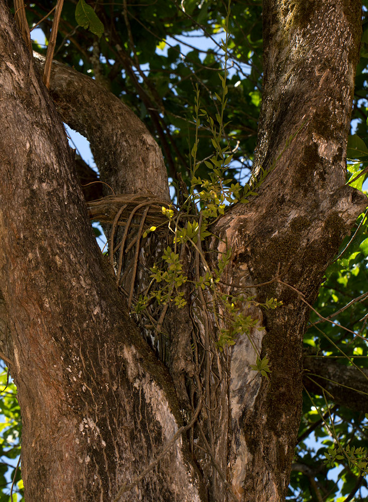 Osyridicarpos schimperianus Osyridicarpos schimperianus