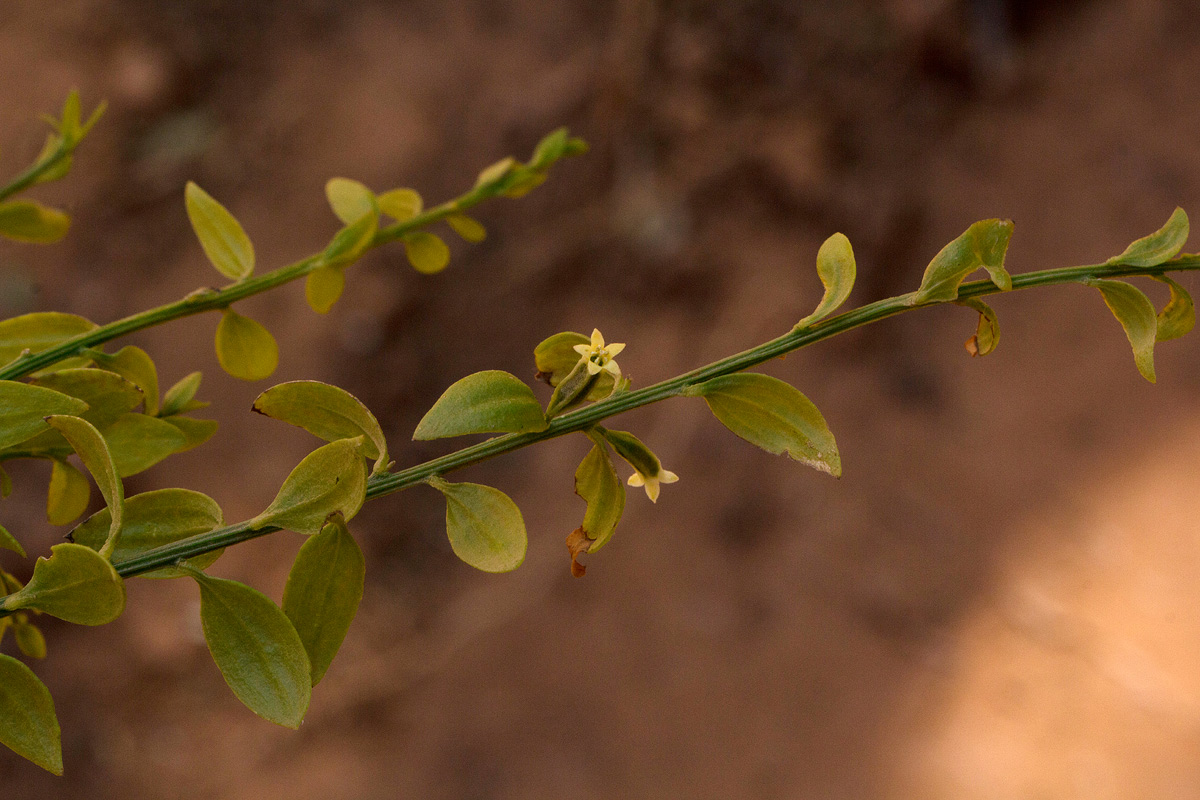 Osyridicarpos schimperianus Osyridicarpos schimperianus