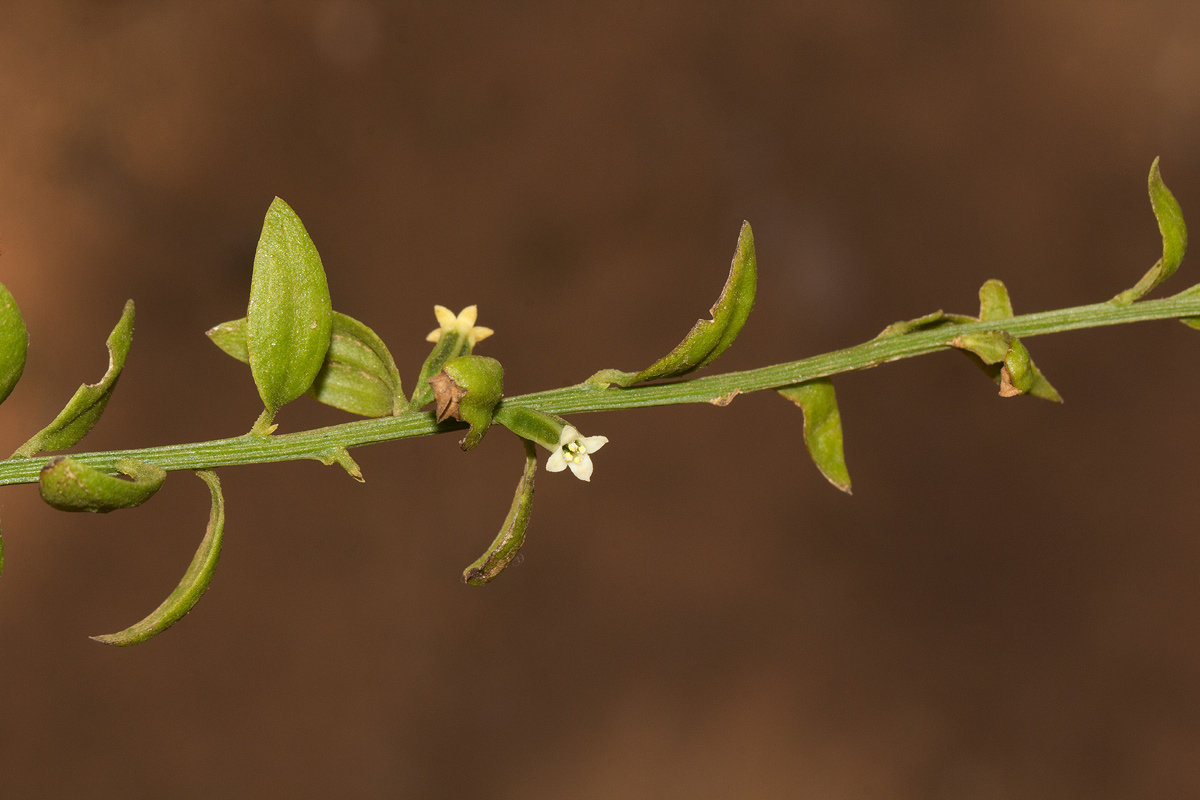 Osyridicarpos schimperianus Osyridicarpos schimperianus