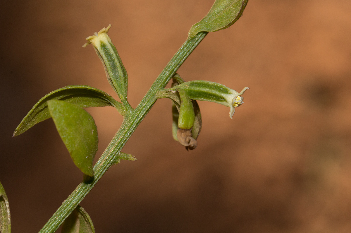 Osyridicarpos schimperianus Osyridicarpos schimperianus