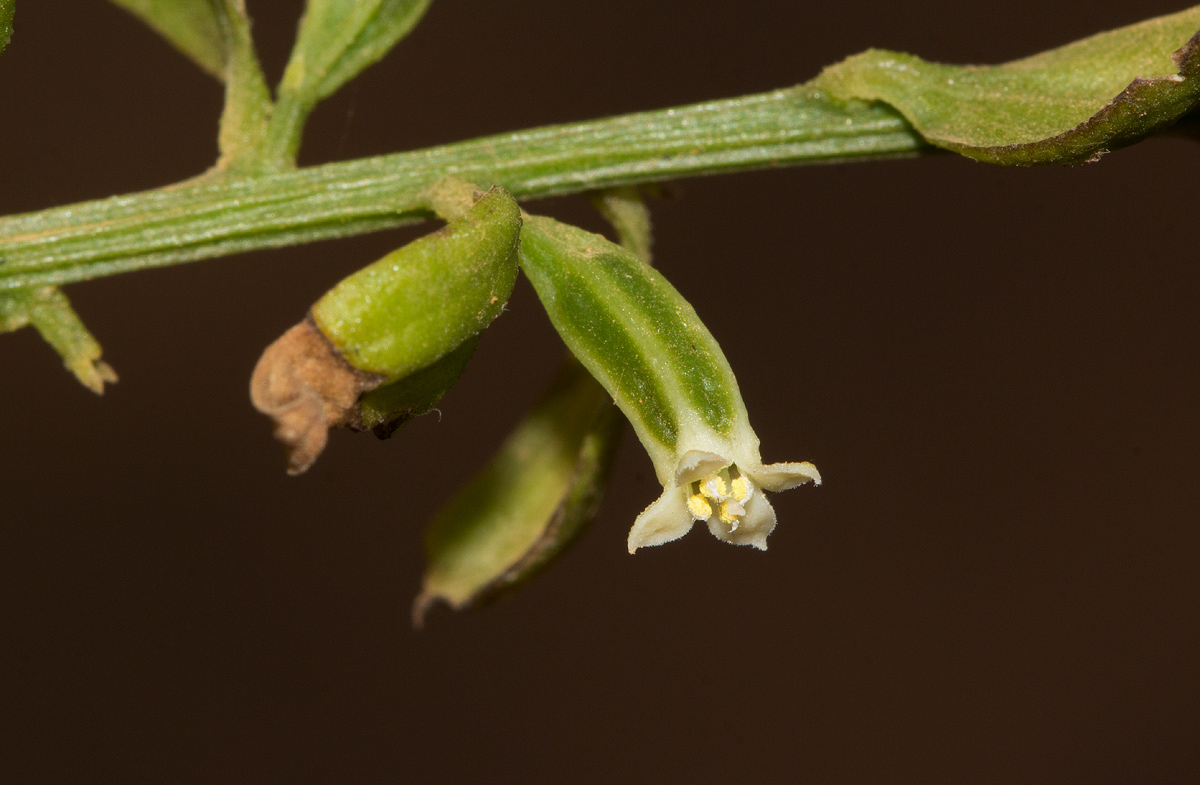 Osyridicarpos schimperianus Osyridicarpos schimperianus