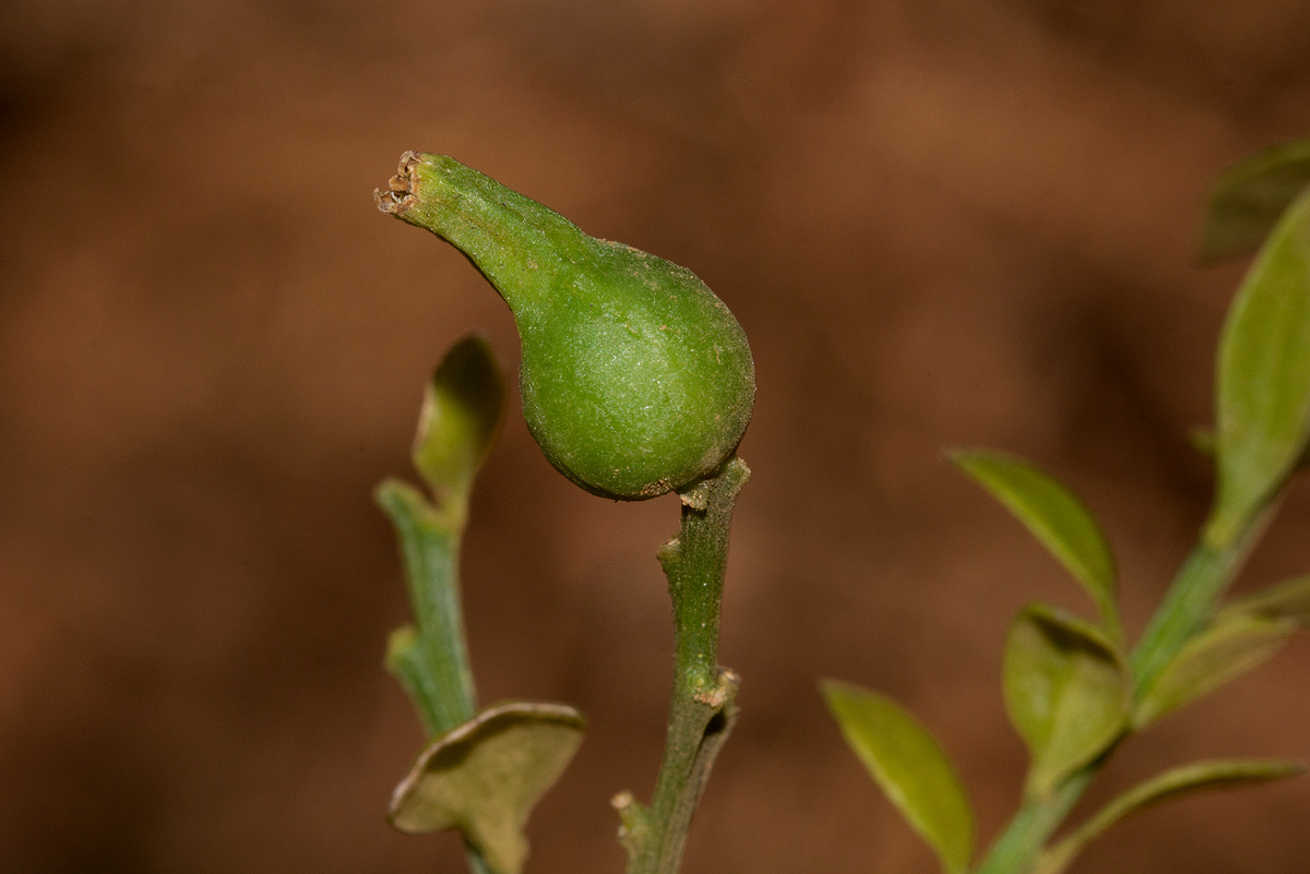 Osyridicarpos schimperianus Osyridicarpos schimperianus