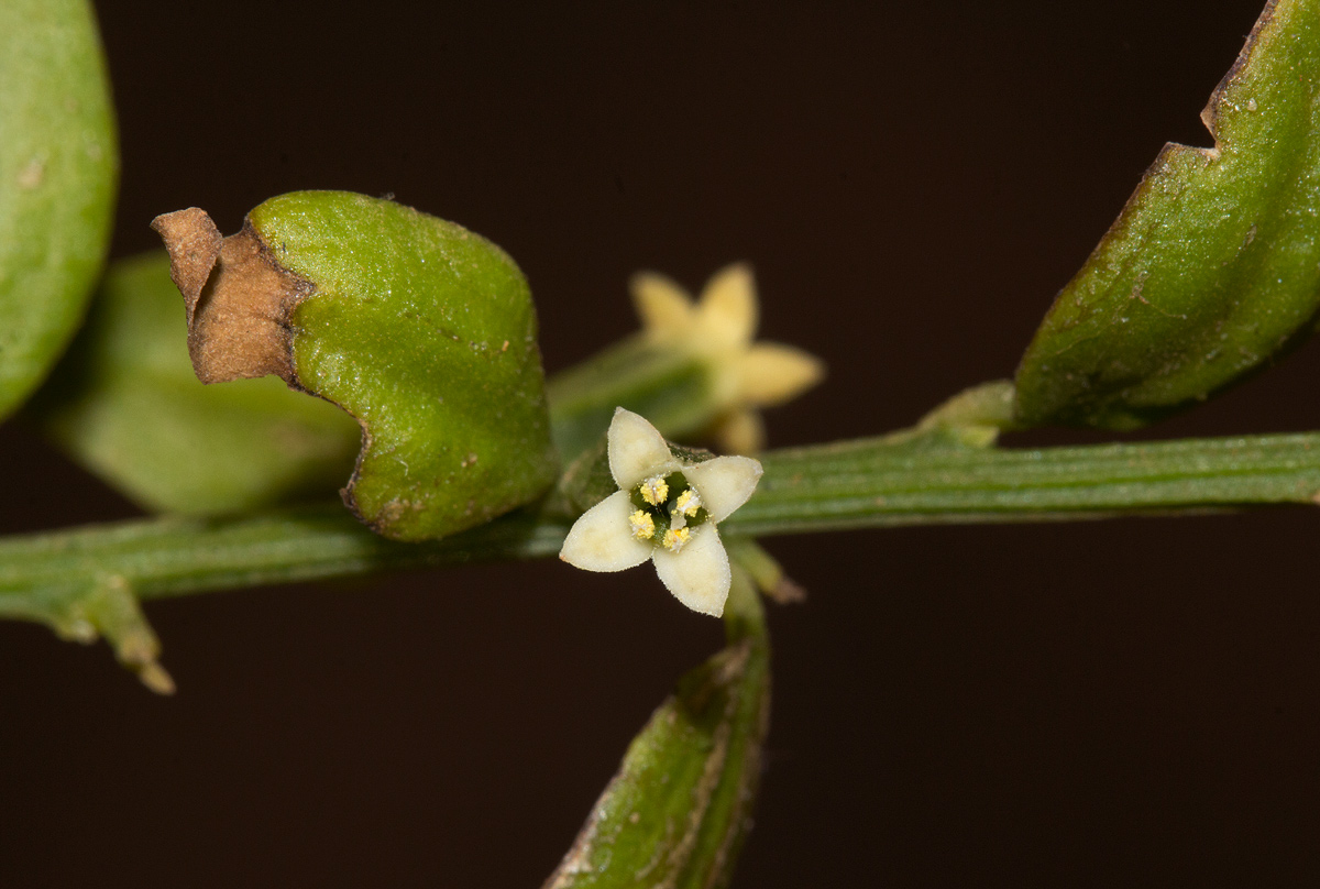 Osyridicarpos schimperianus Osyridicarpos schimperianus