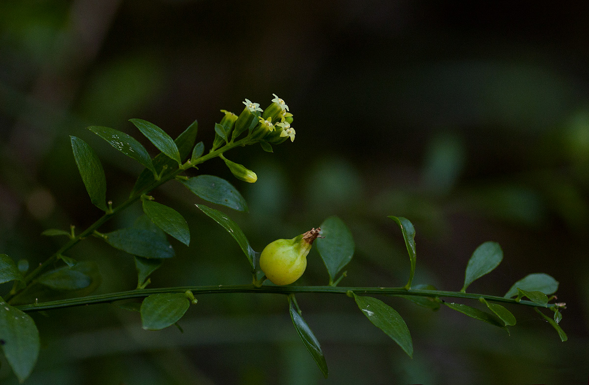 Osyridicarpos schimperianus Osyridicarpos schimperianus